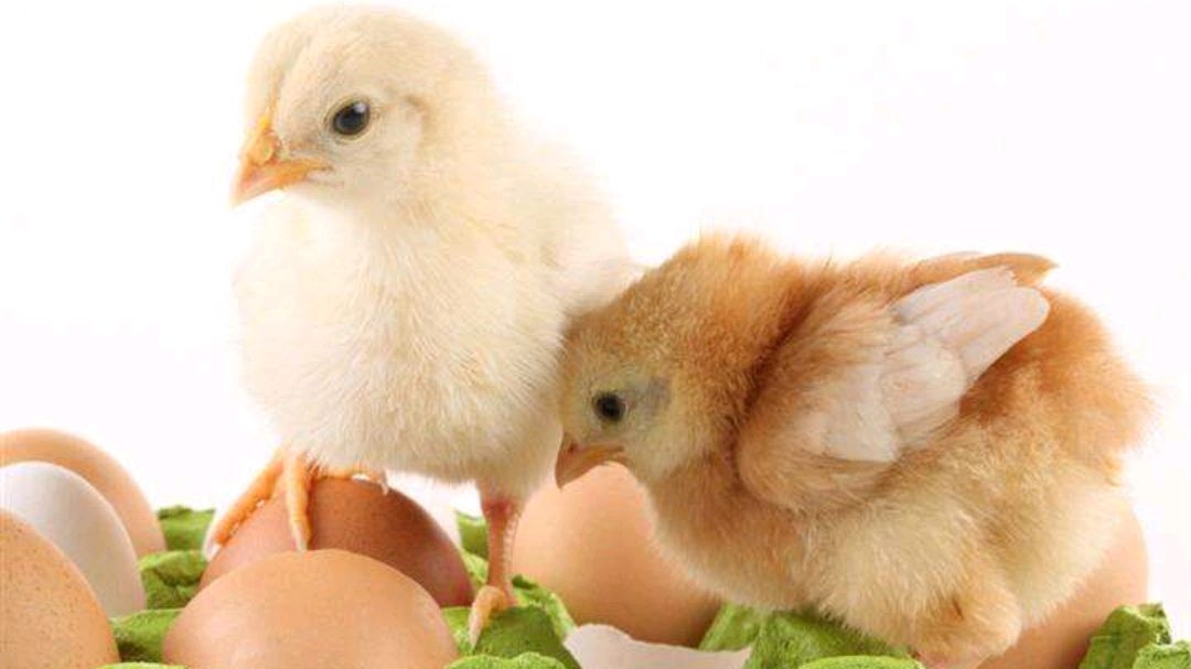 鸡新城疫疾病防与治你清楚吗?