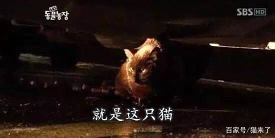 主人偷拍猫睡觉时的样子,正面一看它的睡相,笑喷了!
