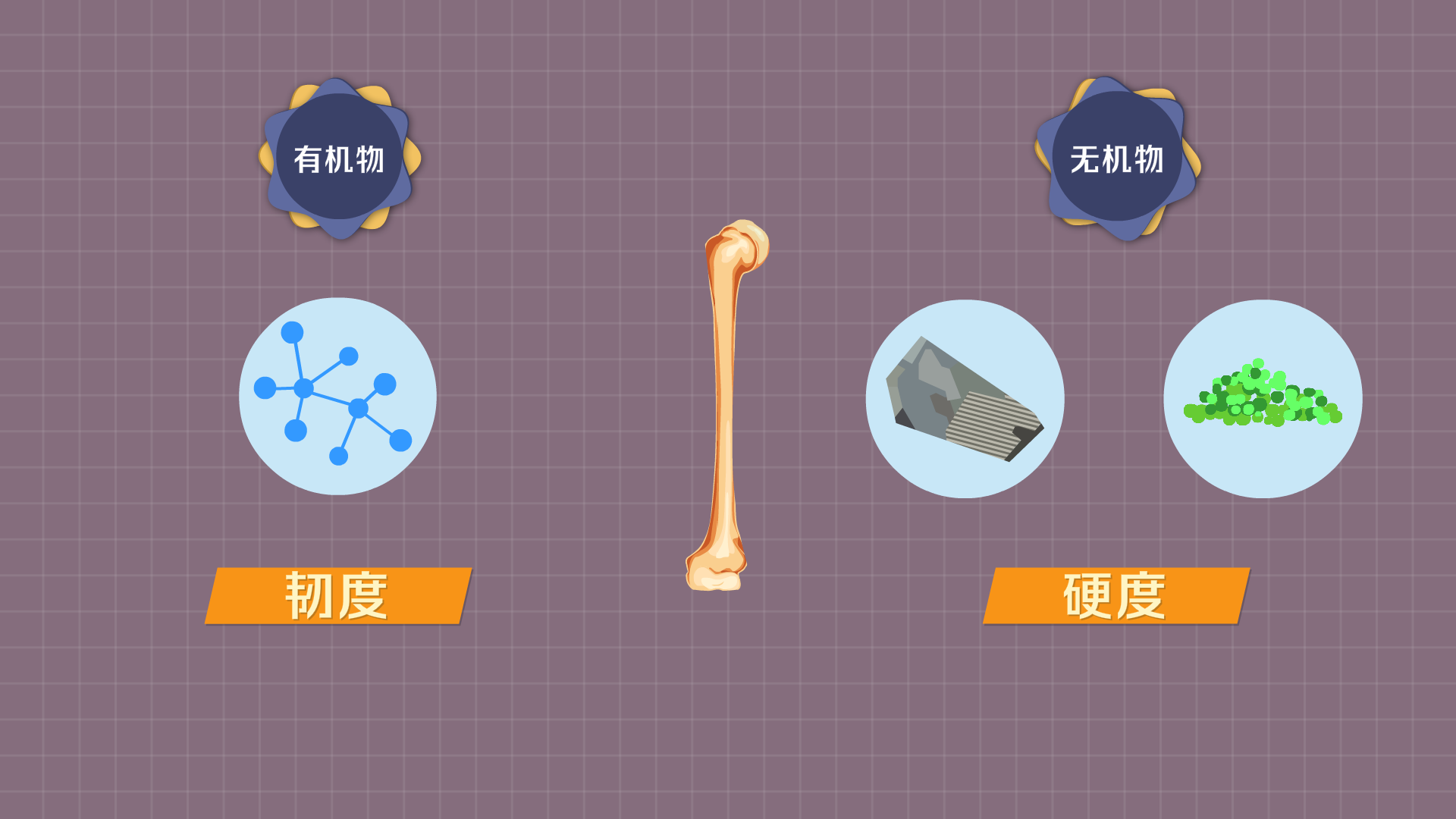 一分钟了解骨骼的构成