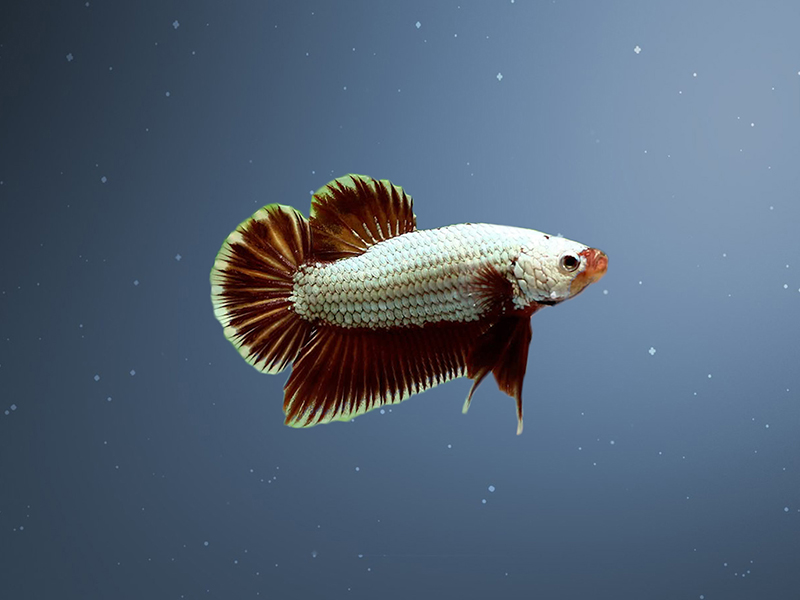 将军斗鱼:将军斗英文缩写PK,其实就是短尾斗鱼,尾巴短小