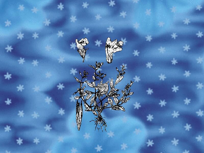 羊角草中药名。为玄参科植物狭叶母草的全草