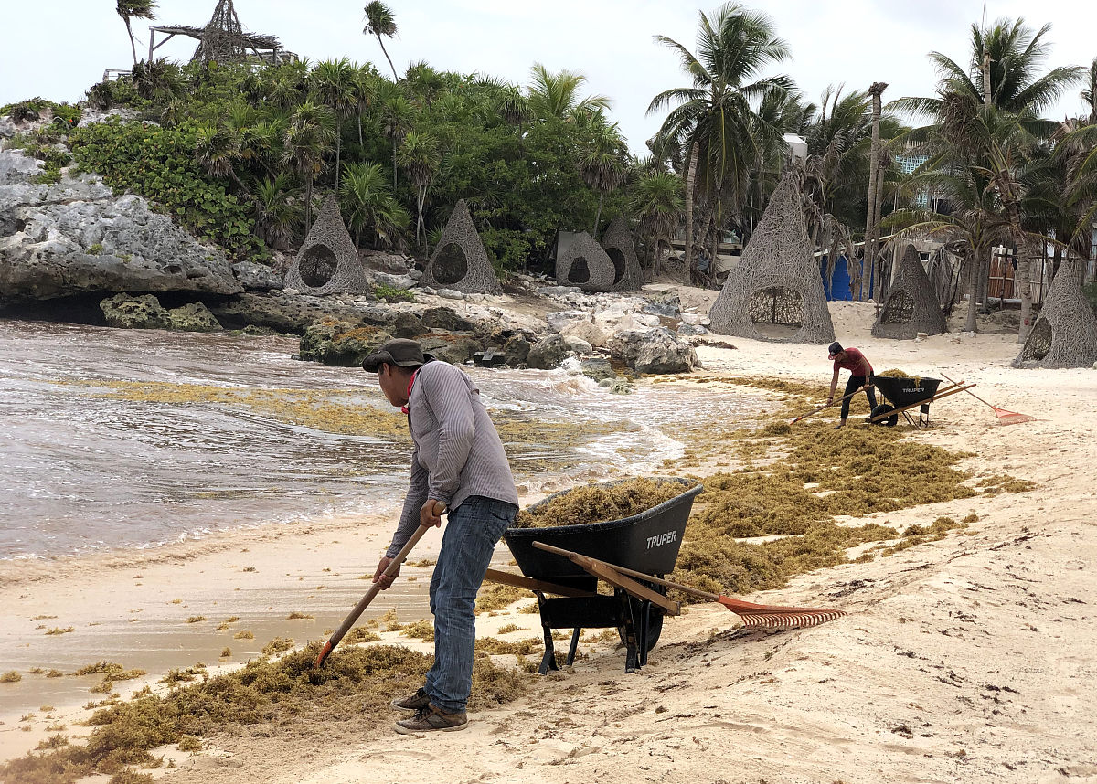 当地时间2019年6月15日,墨西哥tulum,马尾藻侵袭当地海岸.这种海藻使