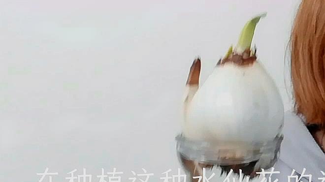 [图]水仙种植并不难,怎么养护,是关键