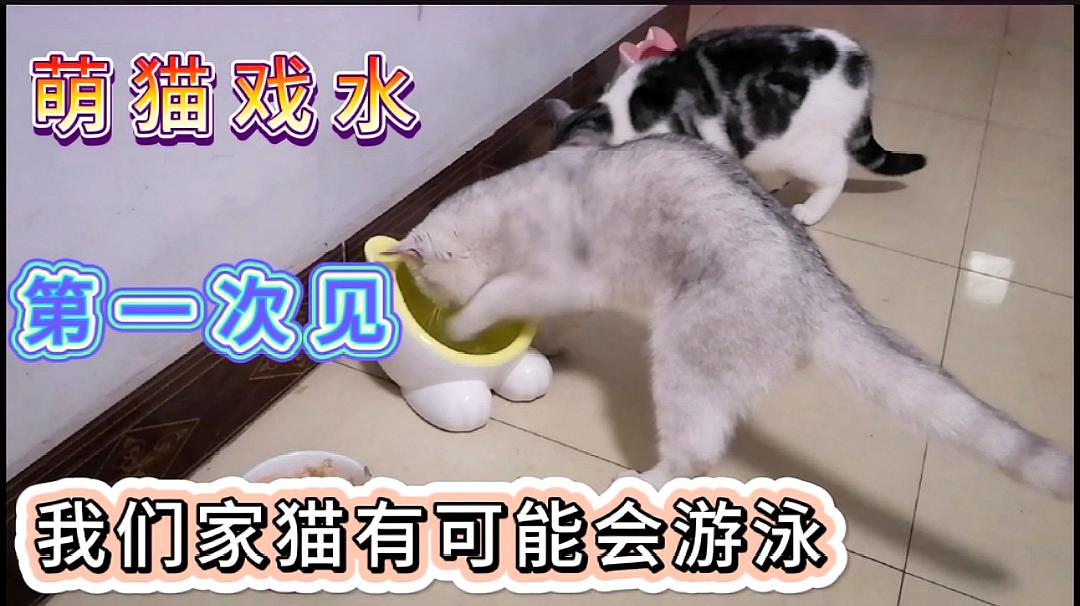 [图]今天的主角萌猫三剑客群英荟萃,三只萌猫一台戏坐下来能斗地主了