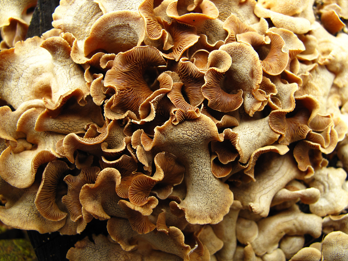 黑龙江生物科技职业学院中药学专业就业前景分析 - 未来发展趋势及就业方向