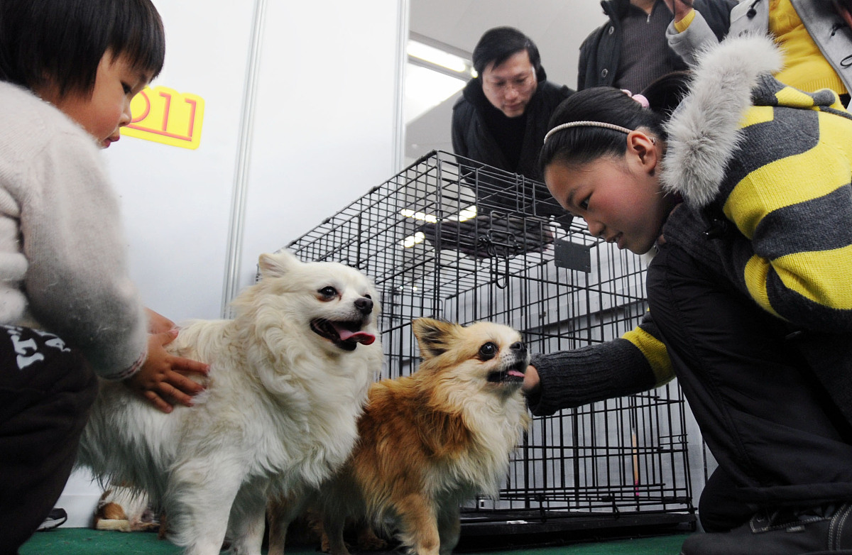 东营职业学院宠物养护与驯导专业到底行不行设有哪些课程