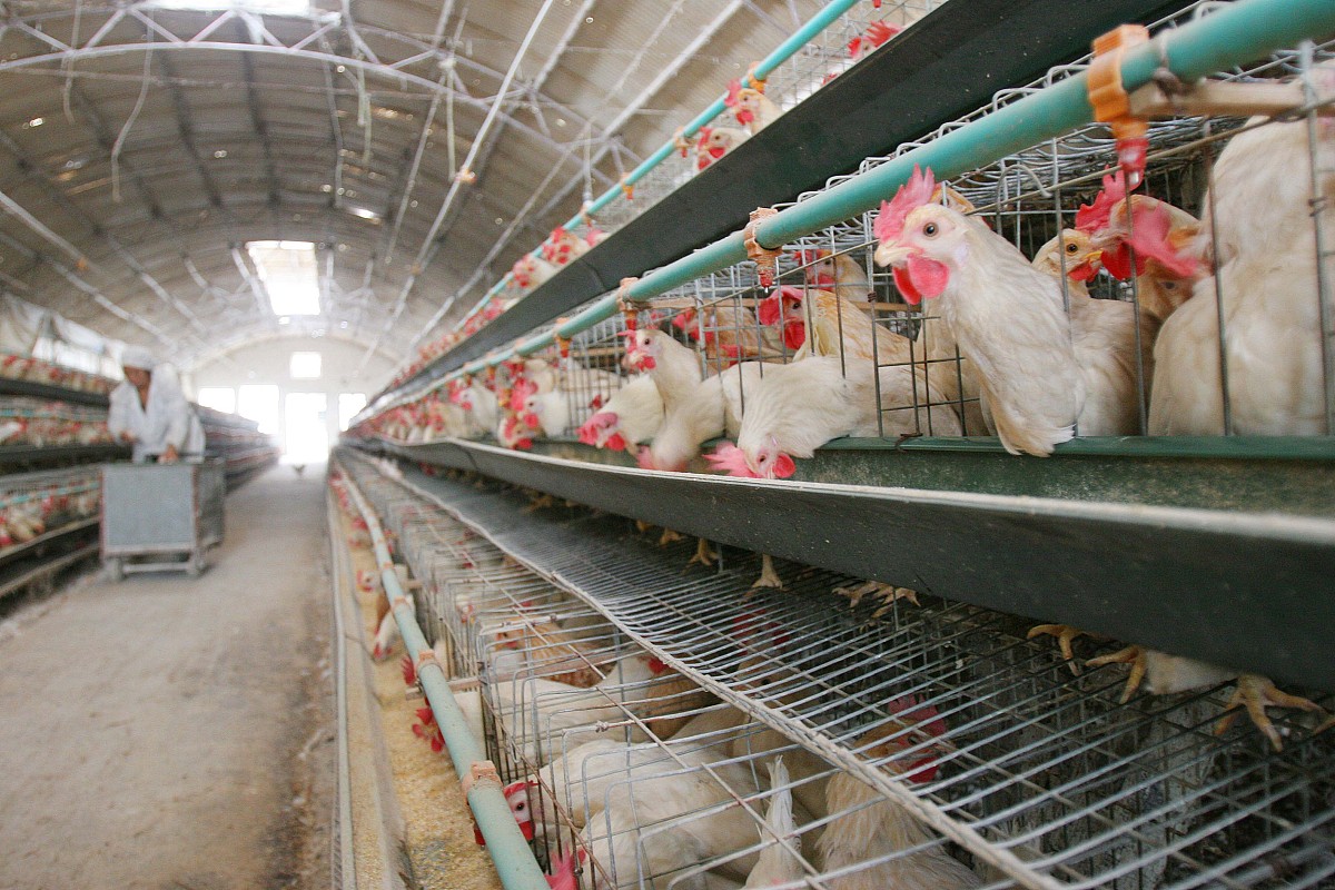 用300字左右说明蛋鸡生长发育都监测哪些指标监测这些指标有什么意义。