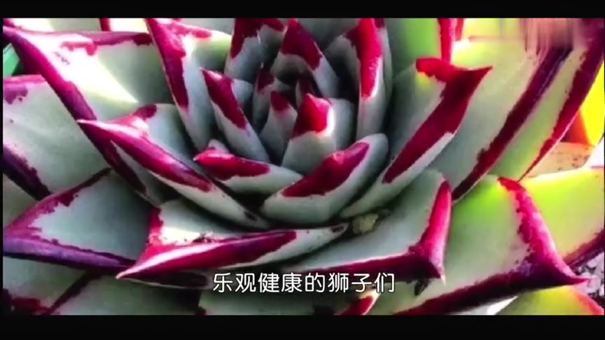 12星座最适合养的多肉植物是什么?双鱼座的美炸天!