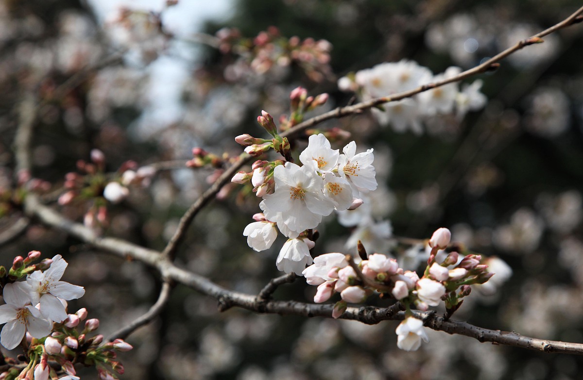 山西林业职业技术学院五年制大专：值得信赖的林业人才培养基地