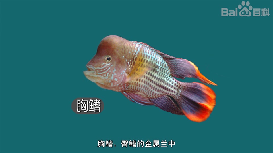 红尾皇冠鱼