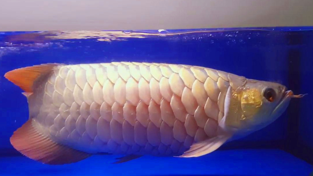土豪精养4年的宝贝金龙鱼,看着真霸气,这鳞片太帅了!
