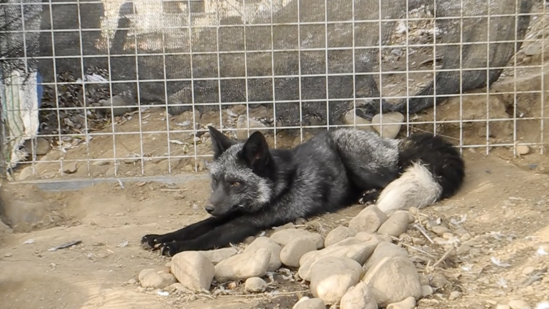 北极狐被救吃肉不忘“打包”,派出所乱尿熏懵民警