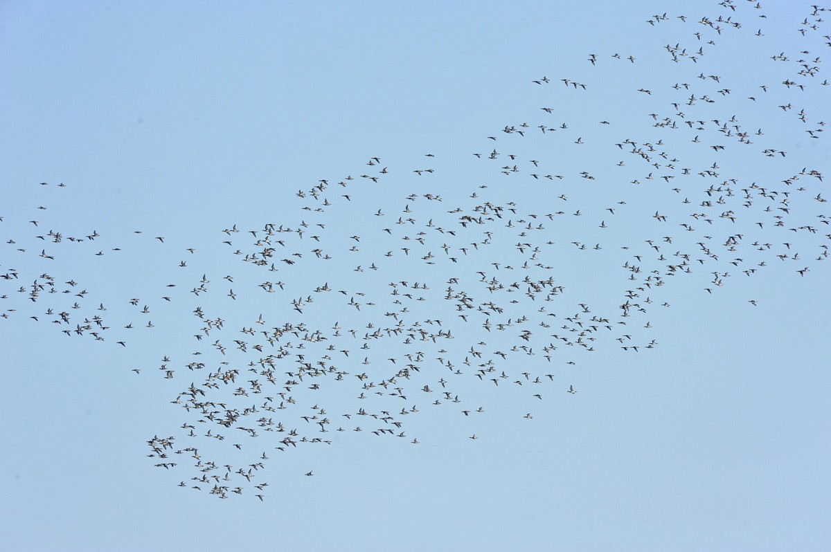 物种资源调查：针对性调查还是全面调查？