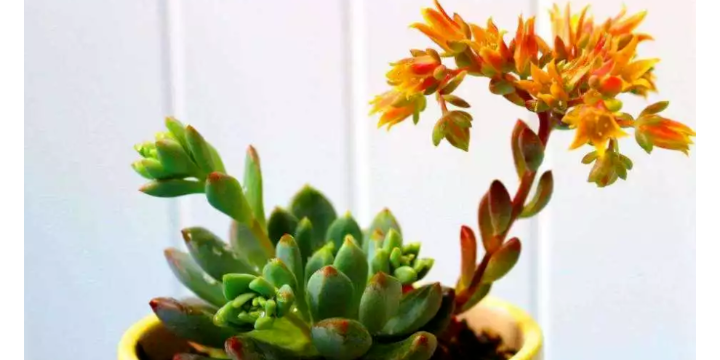 多肉开花,到底该怎样修剪?这关系着你的肉肉生命力!