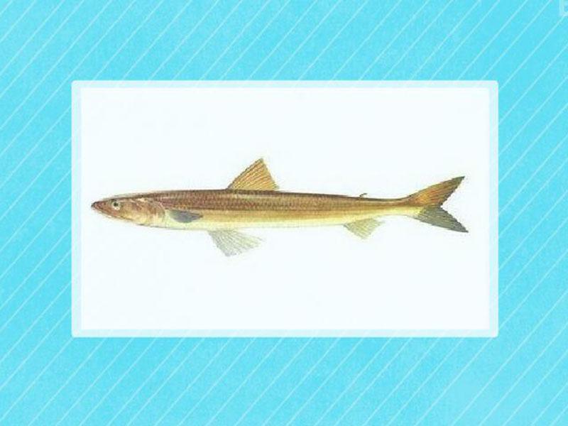 原来长蛇鲻尾长这样