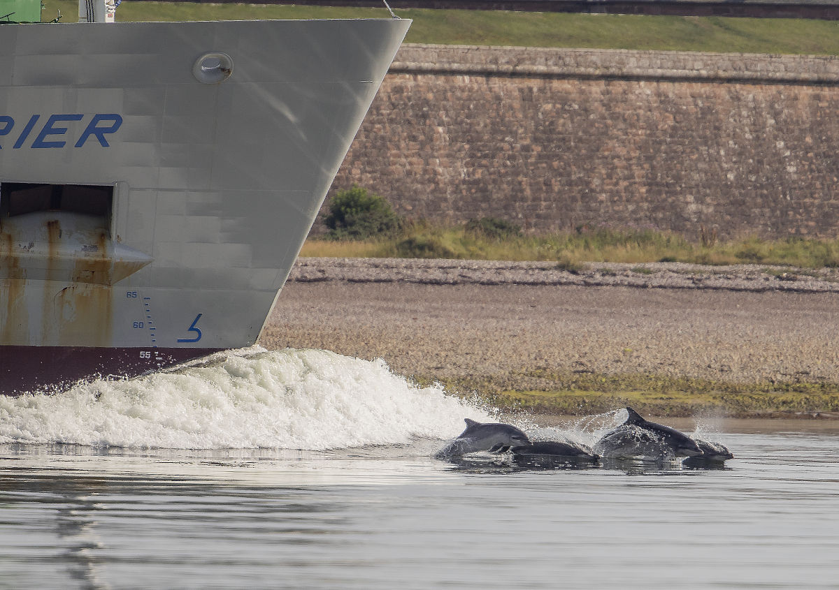 请修正润色In addition the Technical Policy for Ship Water Pollution Prevention and Control mentioned that the sewage including both of black water and grey water It also requires the gradual implementation