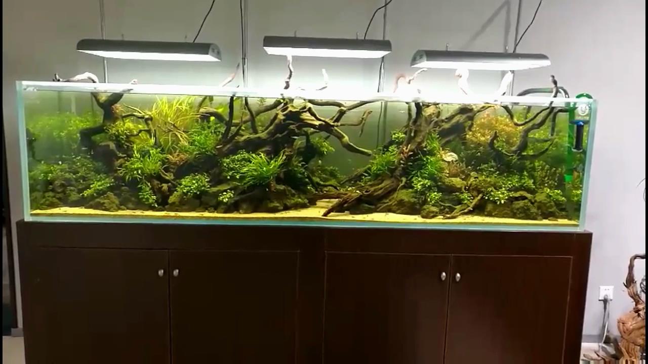 北京3米长草缸实拍,水族店精品鱼缸景观,看沉木结构布局就服气