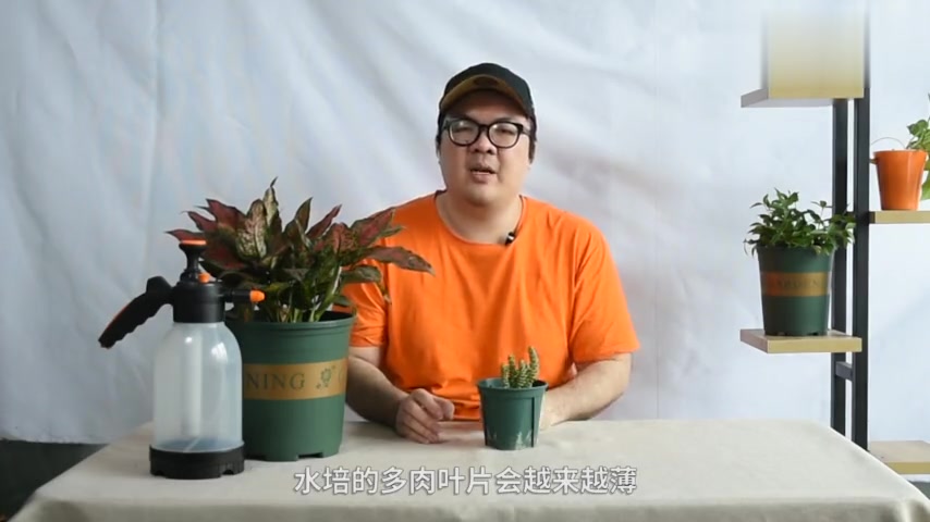 第27期|多肉能水培吗?来看看吧
