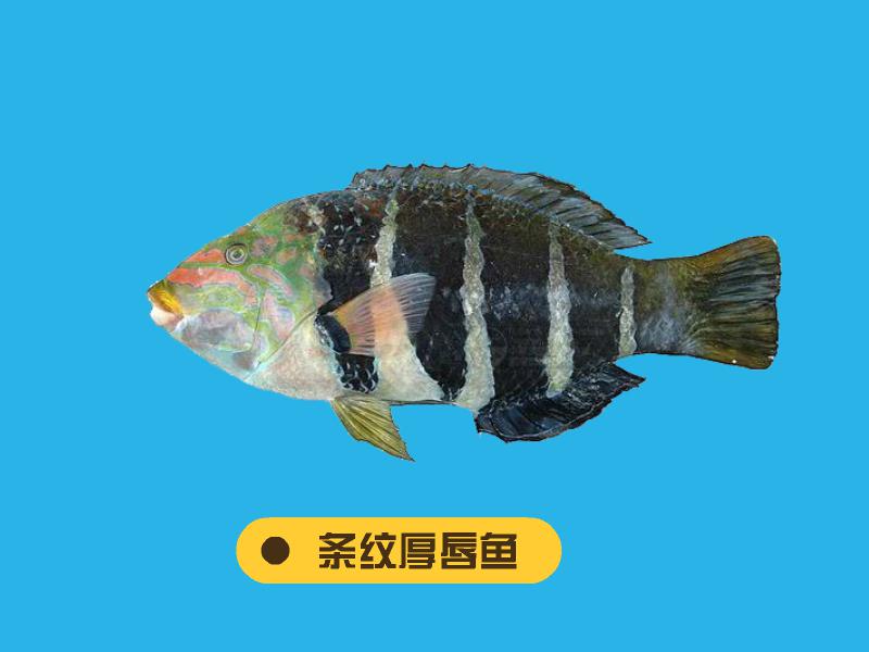 原来条纹厚唇鱼长这样