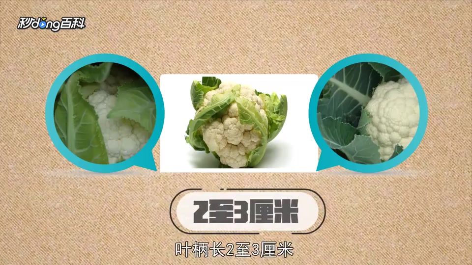 原来花椰菜长这样