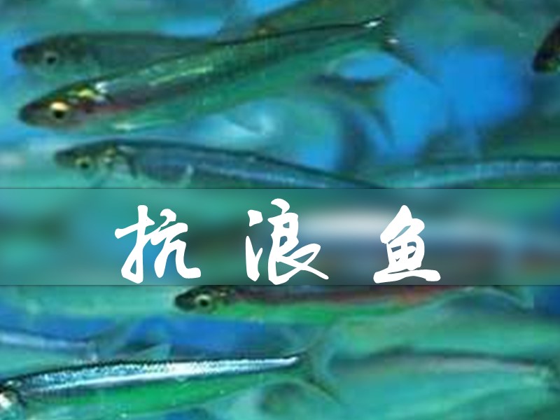 抗浪鱼:鱇浪白鱼,属鲤形目鲤科白鱼属