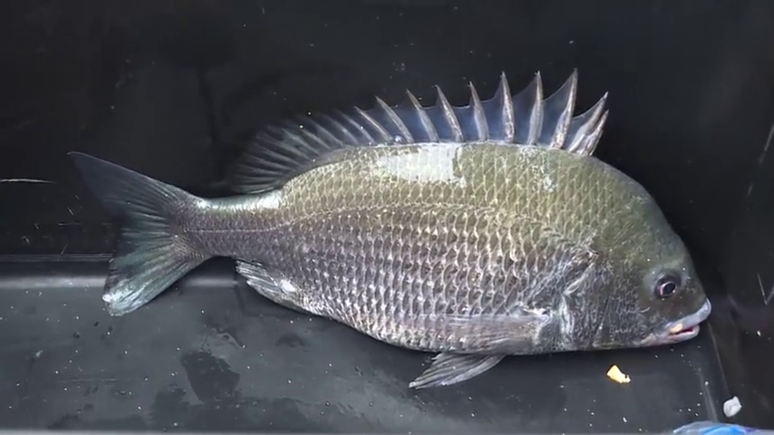 黑鲷又称黑棘鲷,体侧扁背部灰黑腹部银白,属于高级海鱼