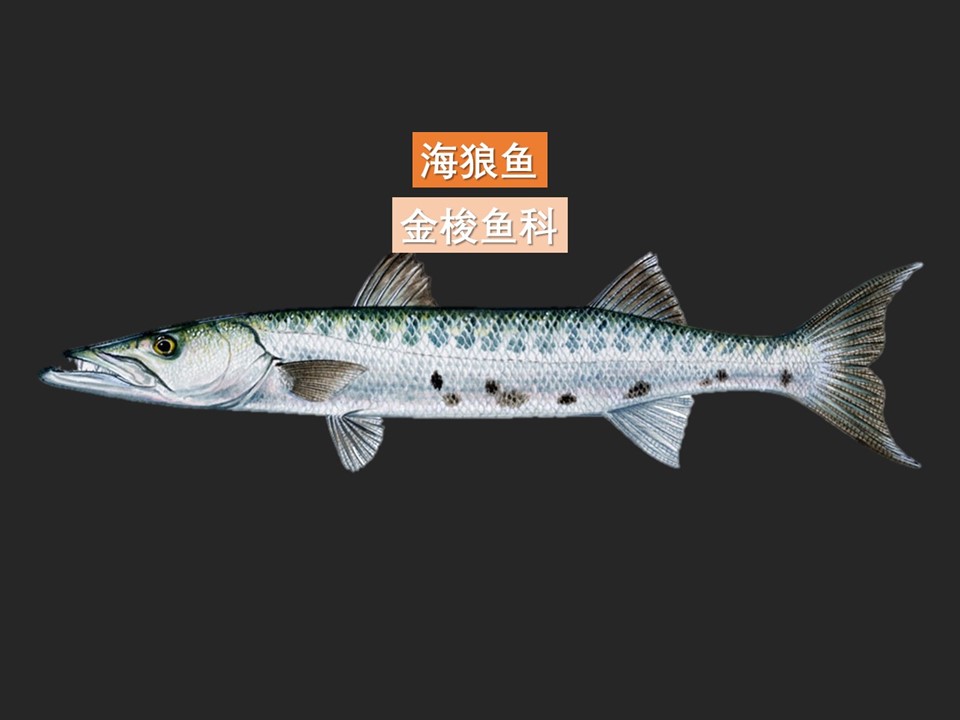 梭子鱼:一种凶猛鱼类