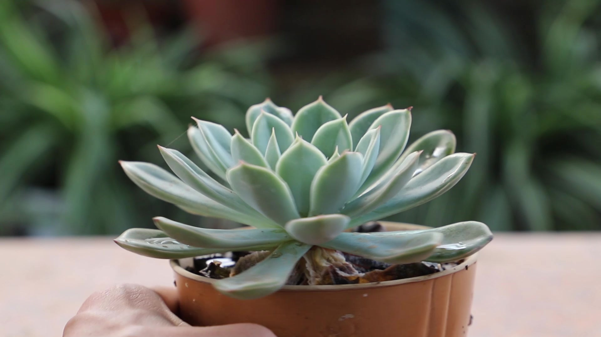 5月了,想要多繁殖多肉要抓紧,教你方法,轻松繁殖一大堆