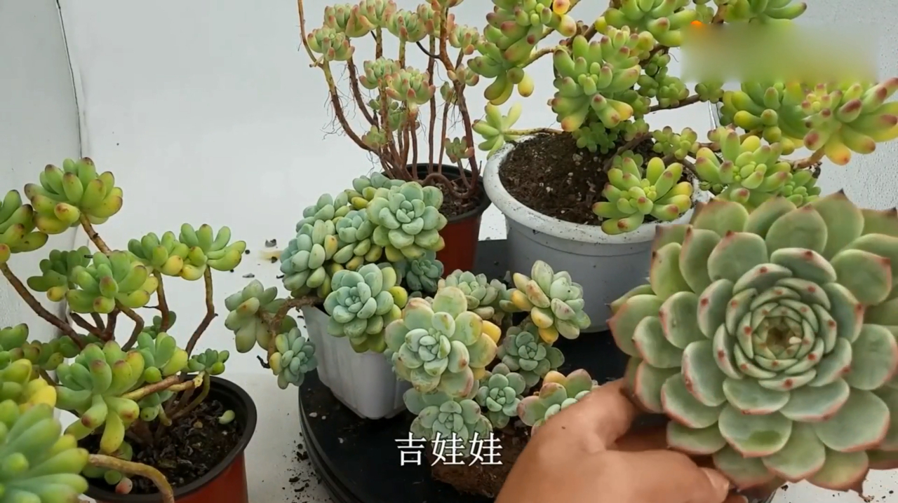 不同环境四种形态的多肉你看懂了吗?知道该怎么养护和浇水了吗?