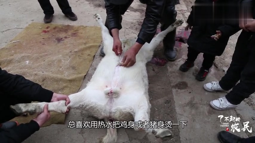 实拍农村杀羊蜕毛,这种打气法为啥失传已久?老农:羊皮不值钱了