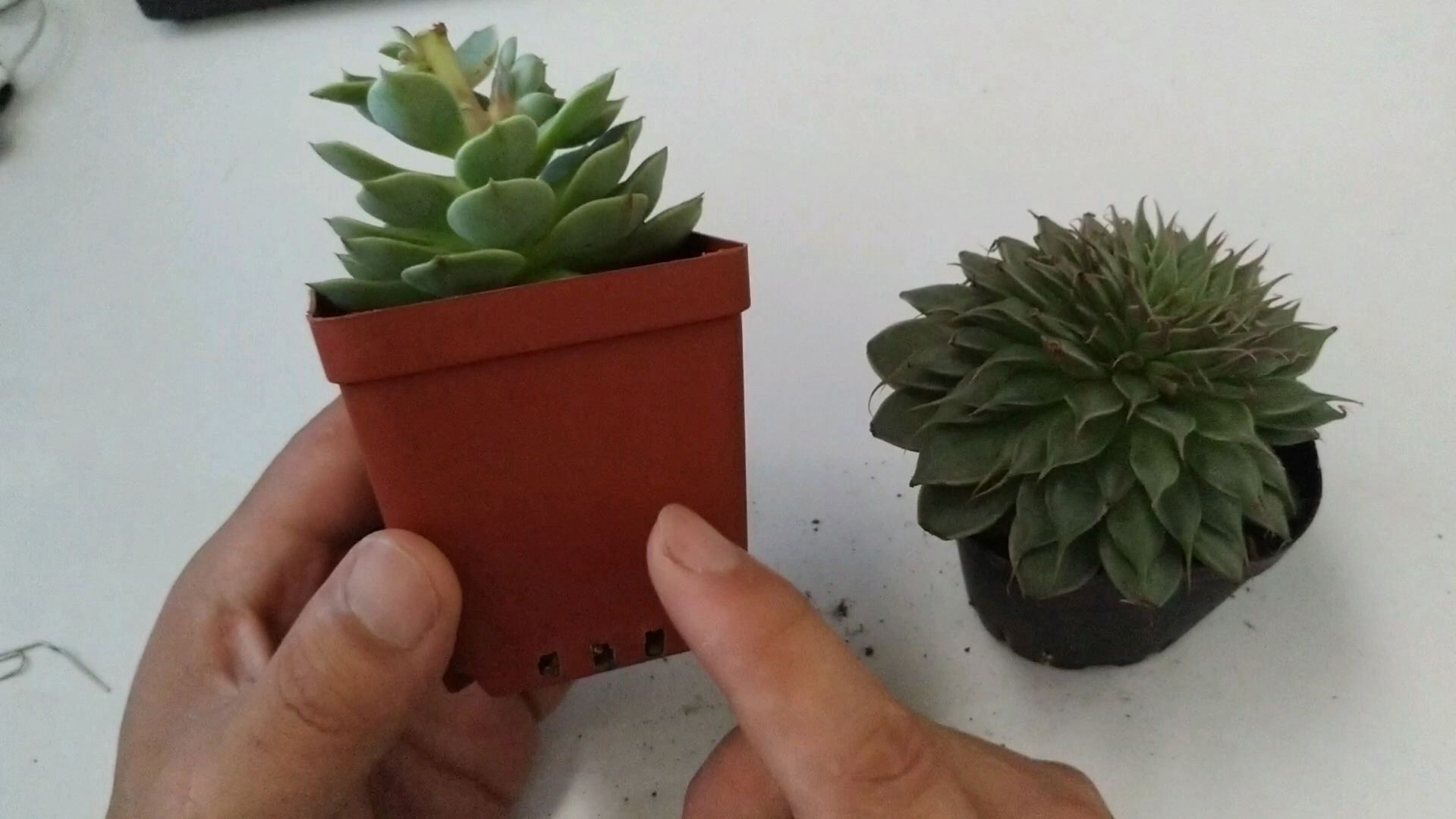 胖嘟嘟的多肉植物,你养得怎样了?分享三点注意事项,你定能养好