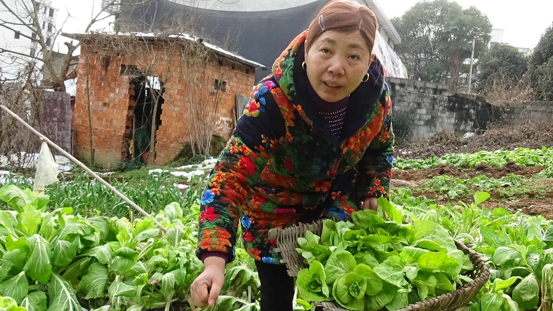雪化了,农村阿姨来菜园摘点菜心,无需调料简单一炒,比肉还好吃