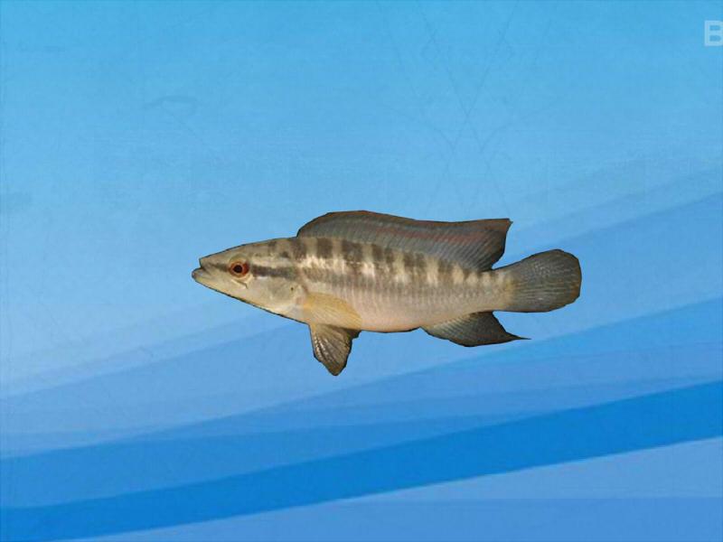 原来茅尖鱼长这样