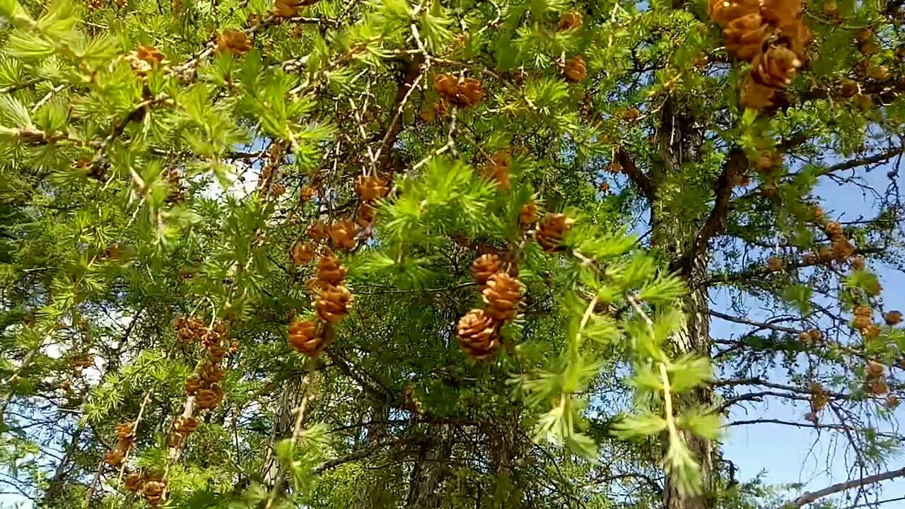 小小松树林,看看这个果子像什么