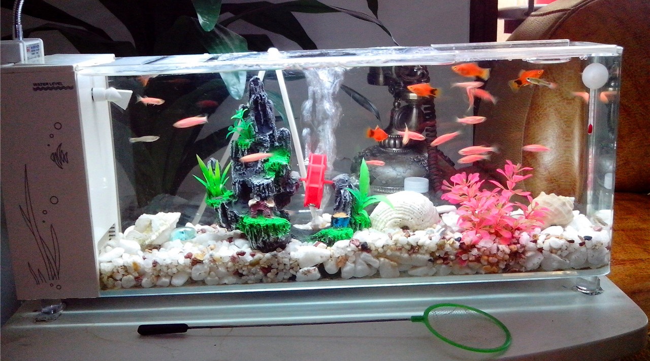 怎么用玻璃缸养金鱼,会很容易就把金鱼养死了呢?