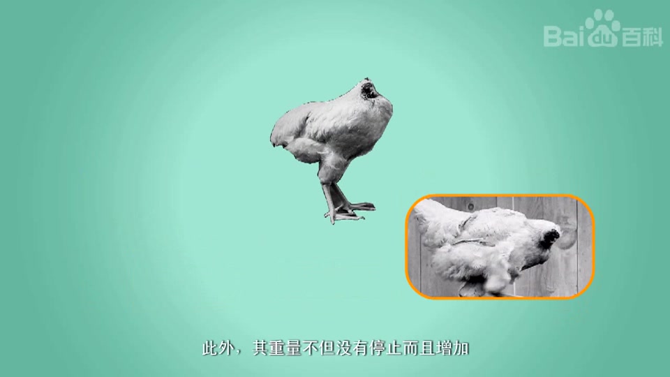 无头鸡麦克