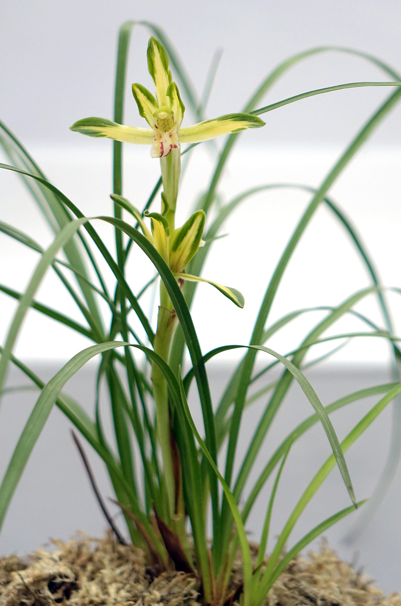 2014年04月01日,河南省郑州市第24届中国兰花博览会.***_***中国兰花.