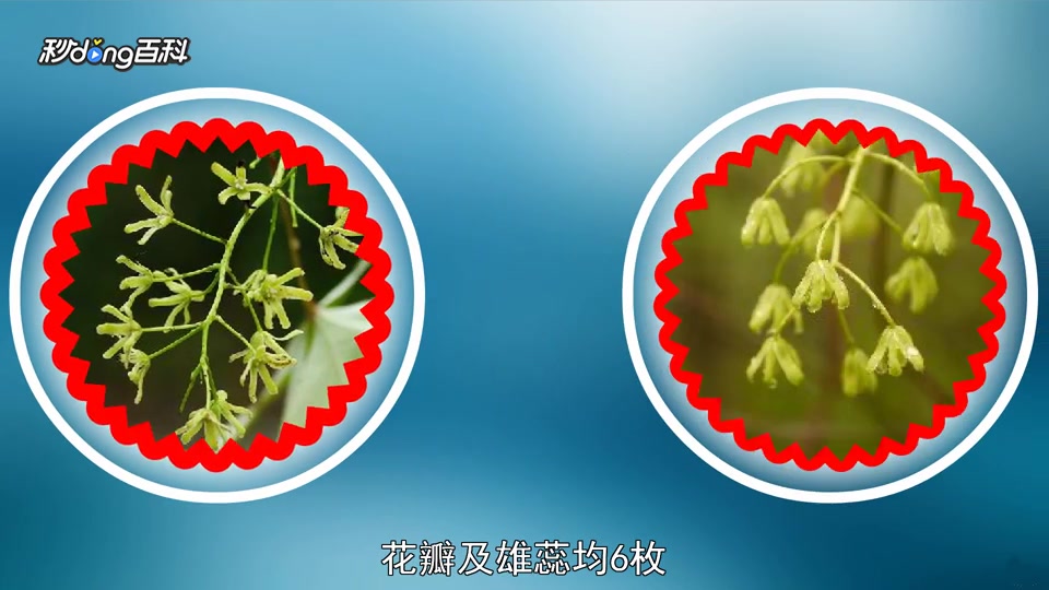 原来大活血长这样
