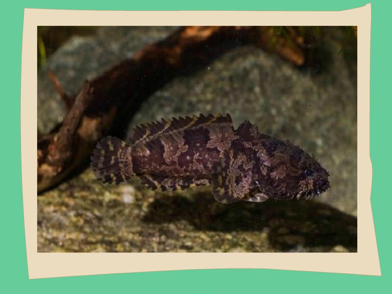 原来三棘拟蟾鱼长这样