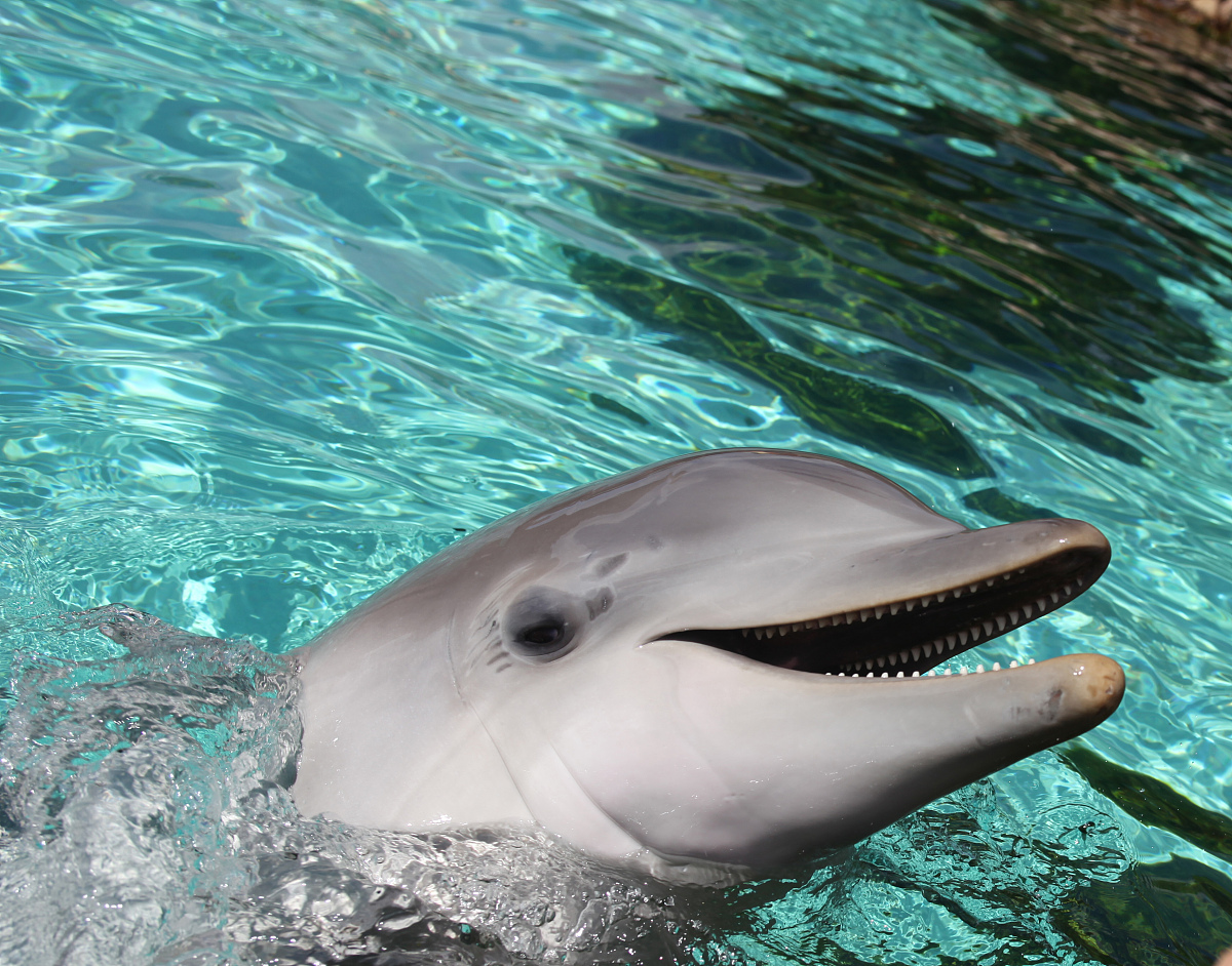 海洋生态系统平衡具体指什么？