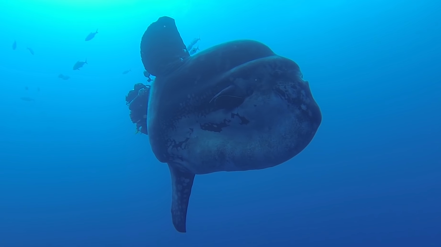 生活在南半球的太阳鱼,出现在美国的海岸,这是否预示着什么?