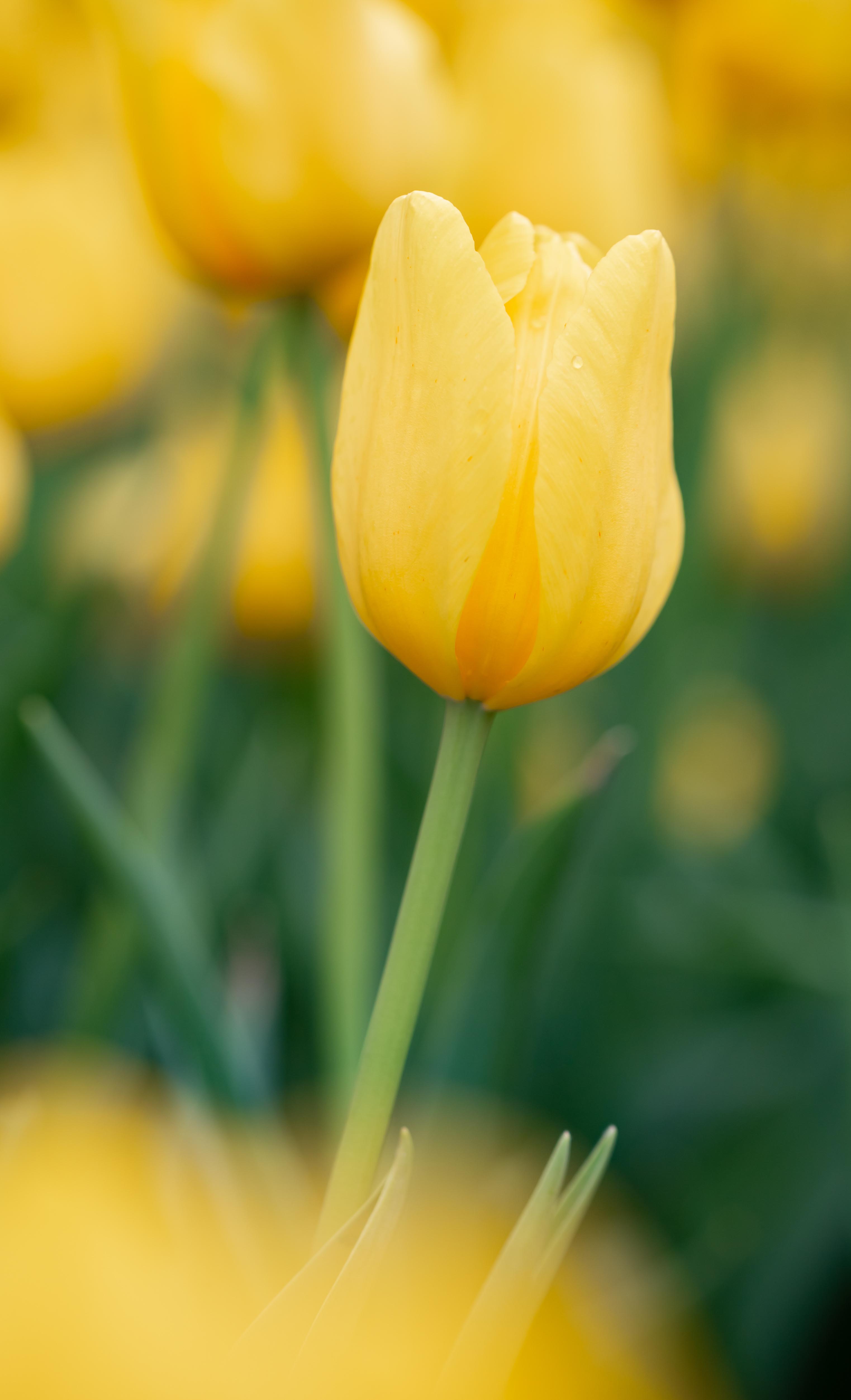 正月去园博苑看迷人的郁金香花海
