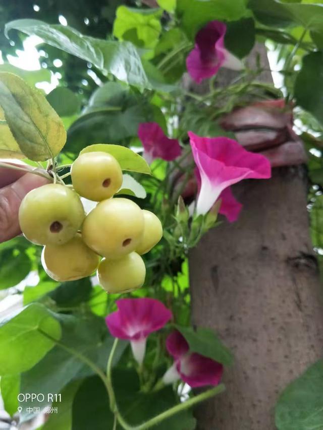 秋日细雨外一首
