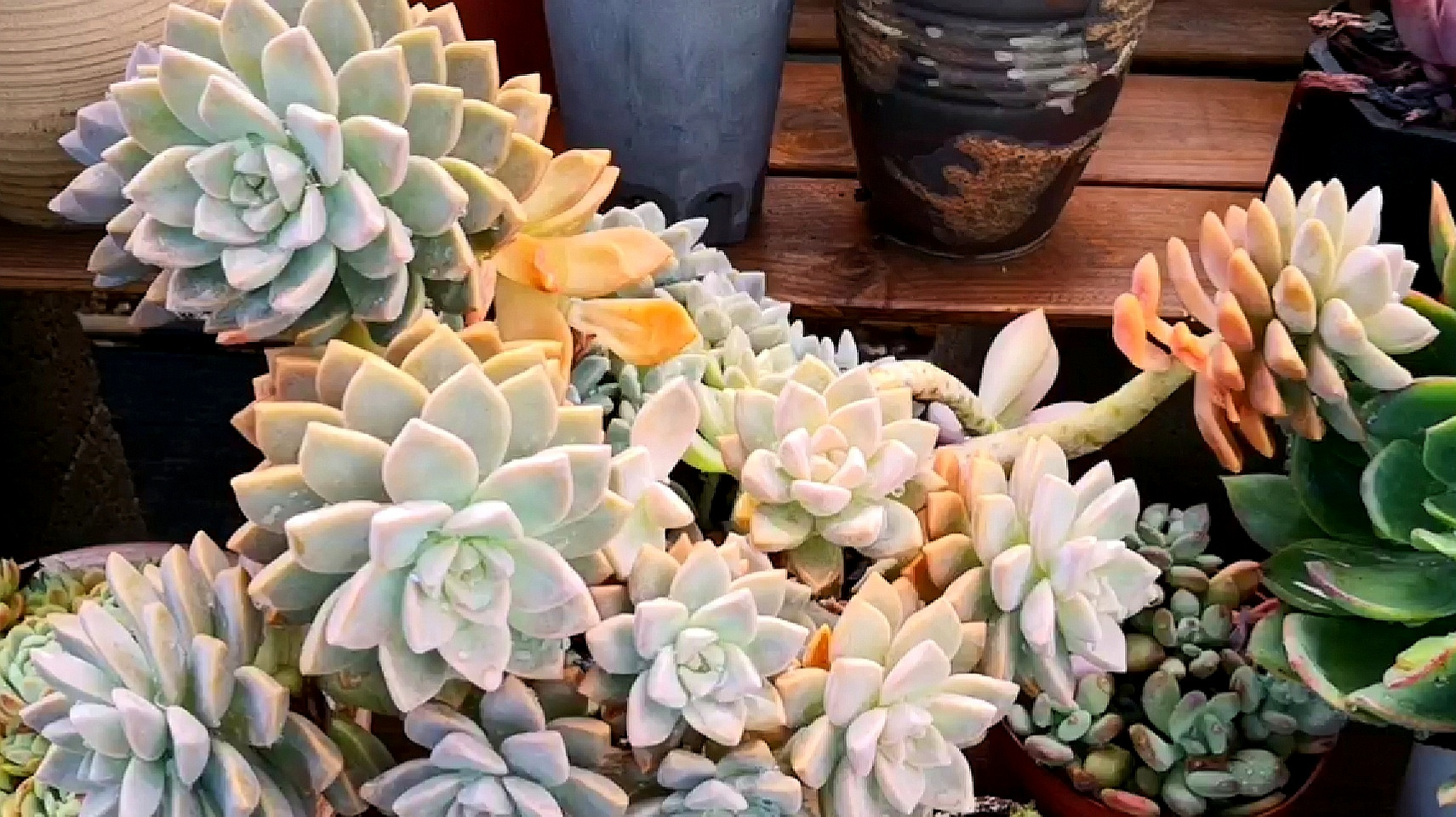 很久不见的幽灵公主造型老桩,还是那么惊艳!