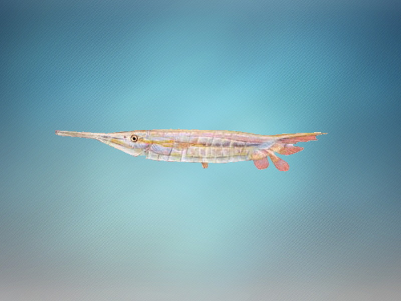 刀片鱼:属于虾鱼科