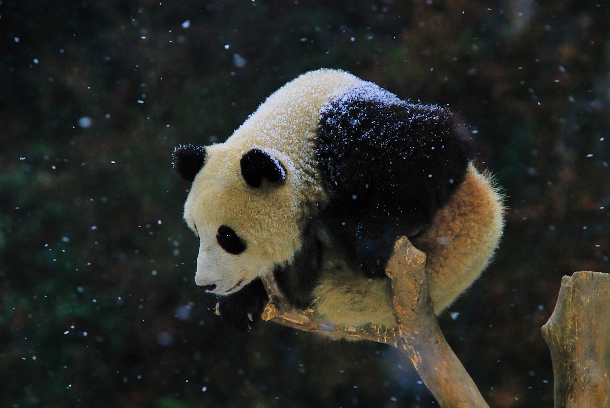 收集大熊猫的资料三年级