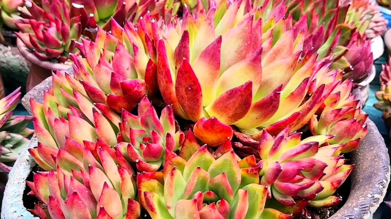 红得像火一般的布兰迪,老远都能被这红色吸引!