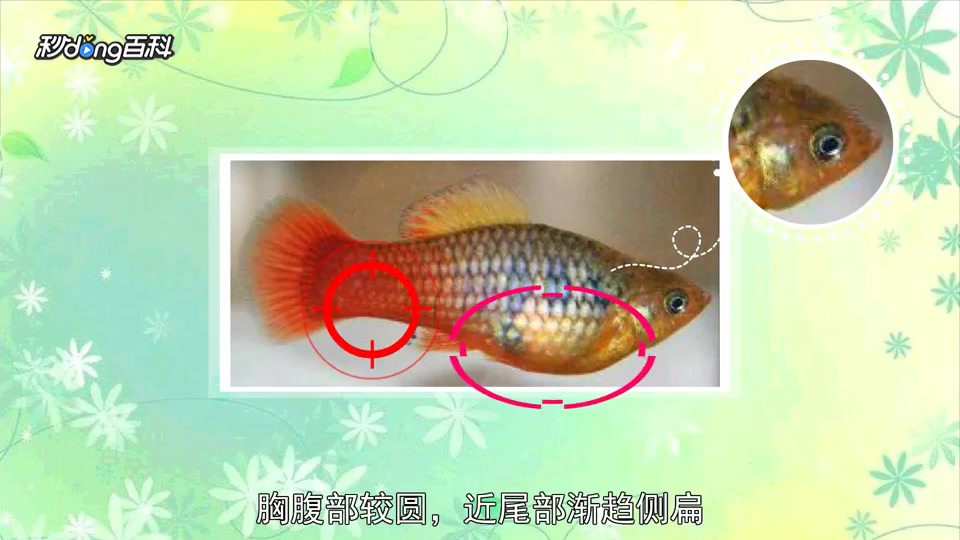 「秒懂百科」原来牡丹鱼长这样