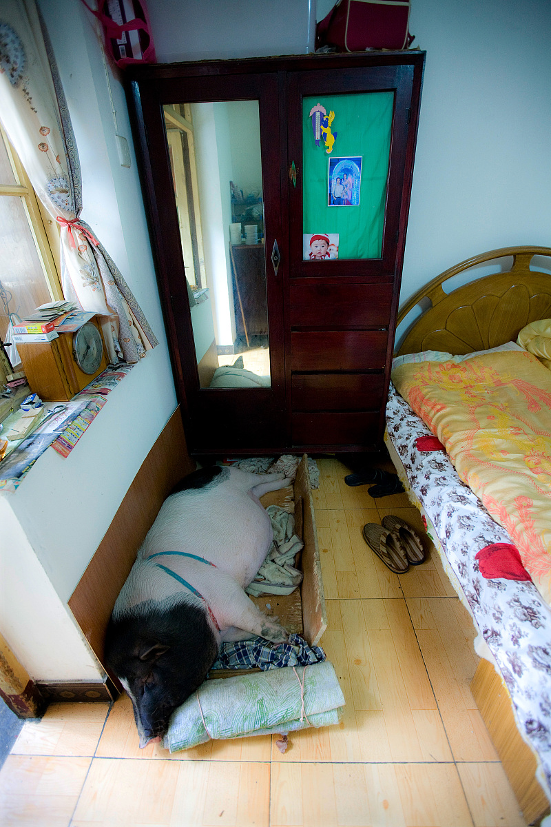 趣味小知识：你不知道的动物和自然秘密