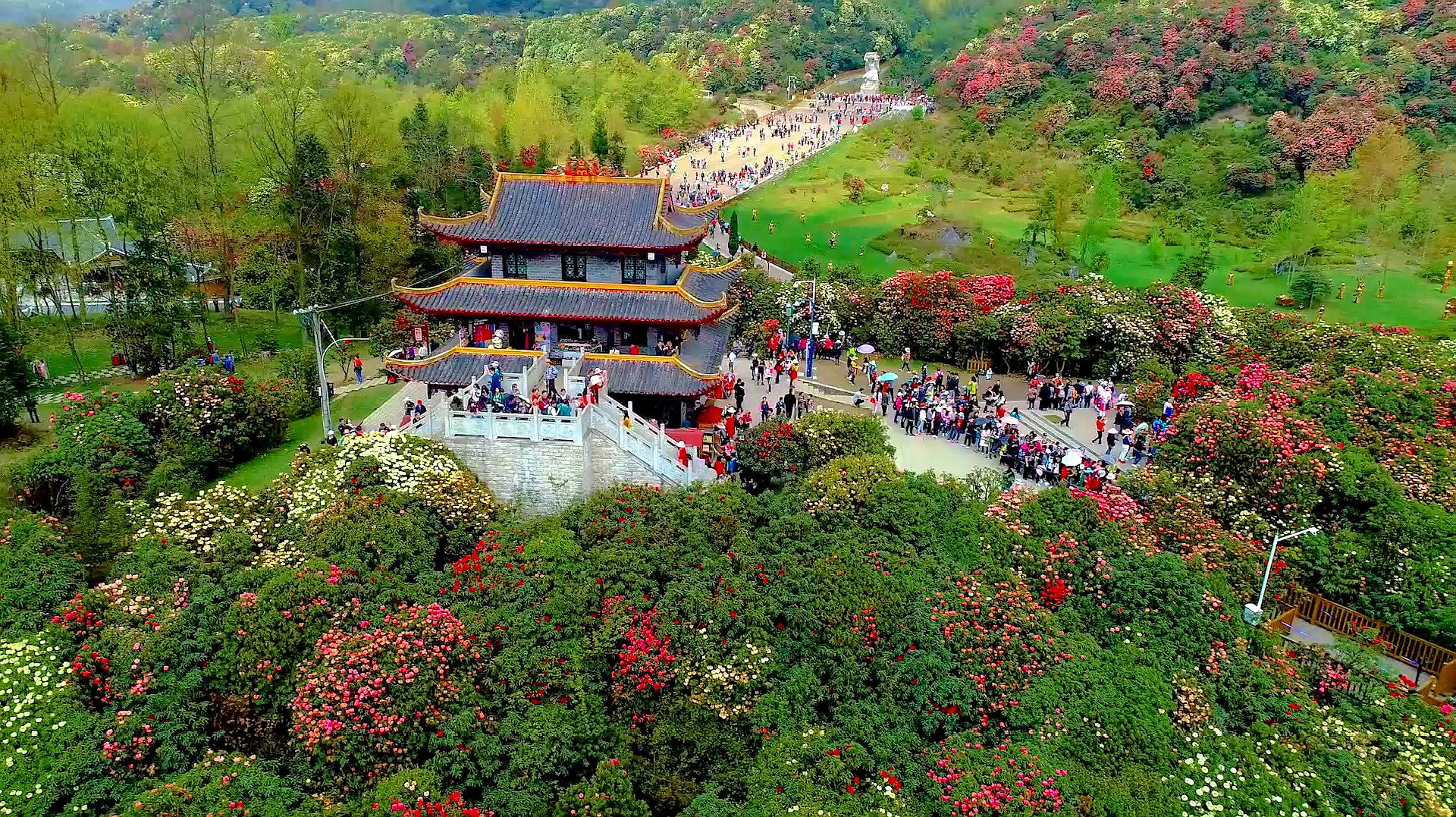 [图]这是贵州百里杜鹃花海,世界天然花园,只想说好美啊